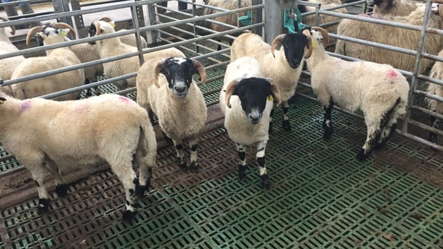 Poor summer sees a carryover of hoggets in Northern Ireland