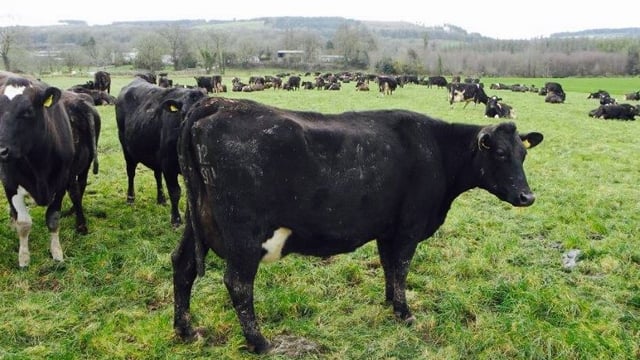 'Dairy farmers should check out their cows' anatomy'