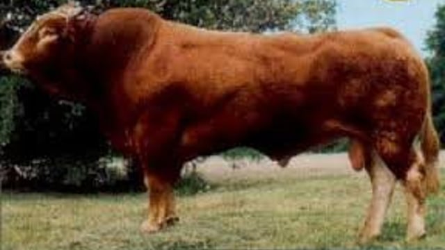Pedigree world: A Limousin bull with a lasting impact