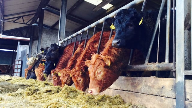 5,000 cattle lined up for Turkey