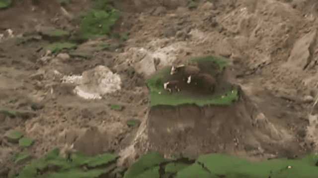 Video: Cattle left stranded following earthquake in New Zealand