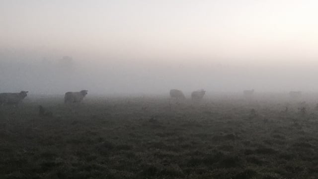 Fog warning in place ahead of cold but largely dry weekend