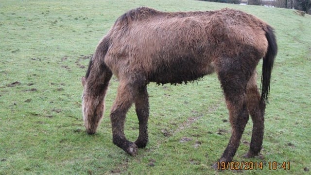 Donegal farmer sentenced after animals on his farm had to be put down