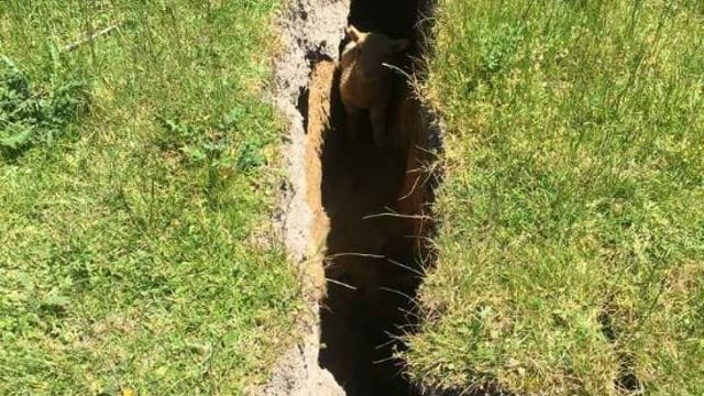 Lamb rescued after being trapped in New Zealand earthquake chasm