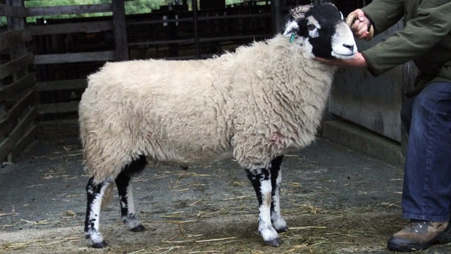 Swaledale ram sells for over €100,000 at annual sale