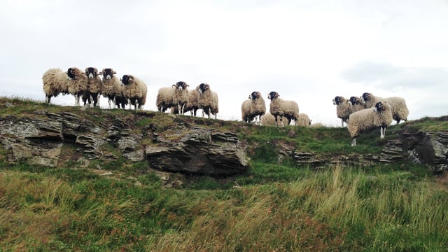 15 Swaledale in-lamb ewes stolen from Kerry mountain