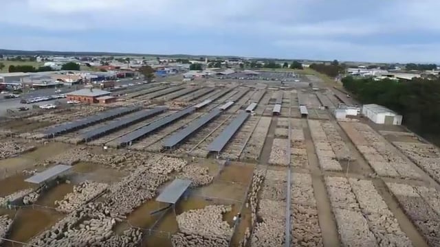 Video: Amazing footage of almost 70,000 sheep at a mart in Australia