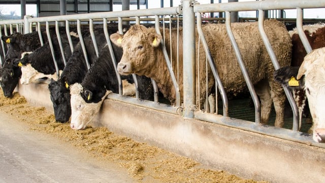 Cumulative beef cattle kill breaks 1.6m head - 100,000 extra expected in 2017