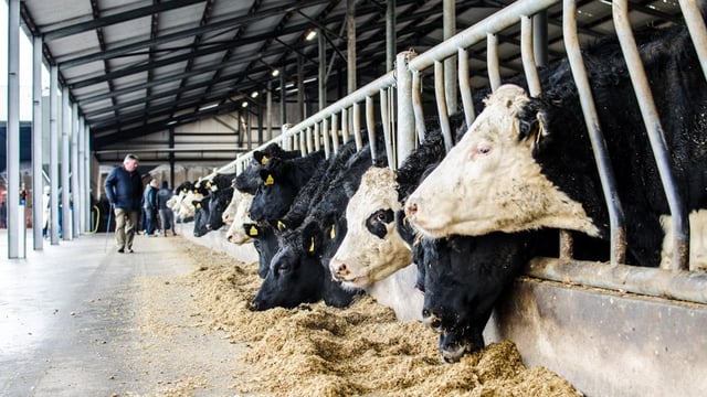 The growing prospect of a hard Brexit is bad news for Irish beef