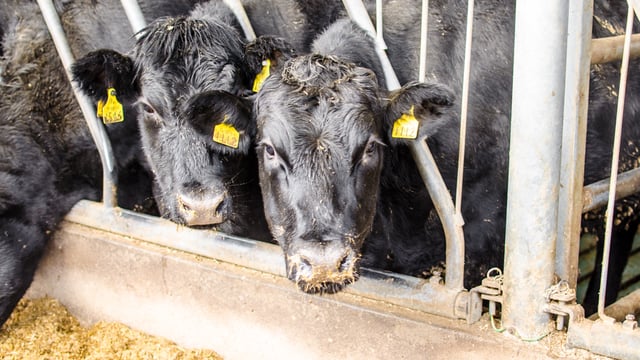 Beef farmers forced to carry the can through loss making prices - Healy