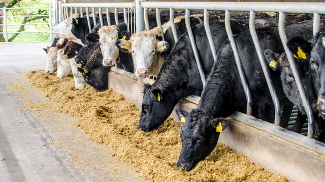 North/south R3 heifer price gap reaches close to €120