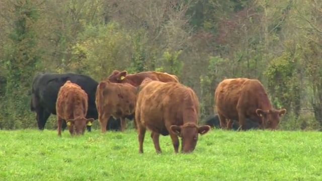 Dexter breed society comes to midlands for AGM
