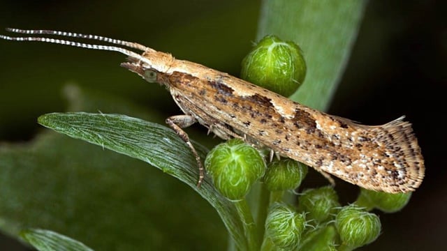 Diamondback moths take the edge off Brussels sprout yields
