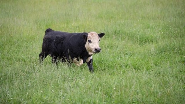 New Zealand bull could blow world's smallest bull competiton wide open
