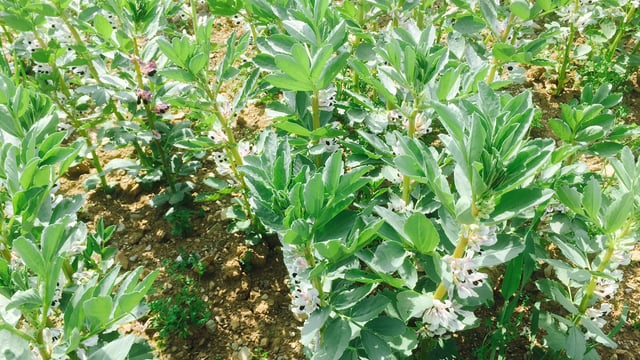 The countdown is on for spring beans