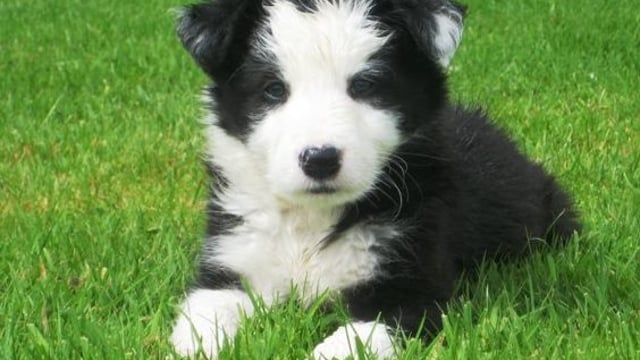 All dogs over 12 weeks of age must be micro-chipped and registered
