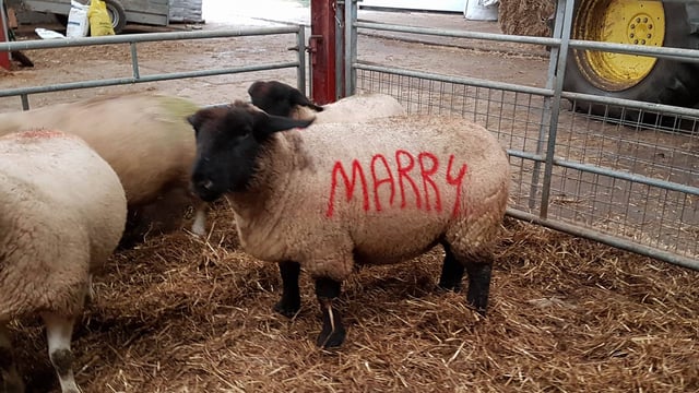 Romantic sheep farmer pulls off unique marriage proposal