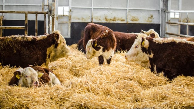 Commissioner Hogan clears the way for funding of new beef producer groups