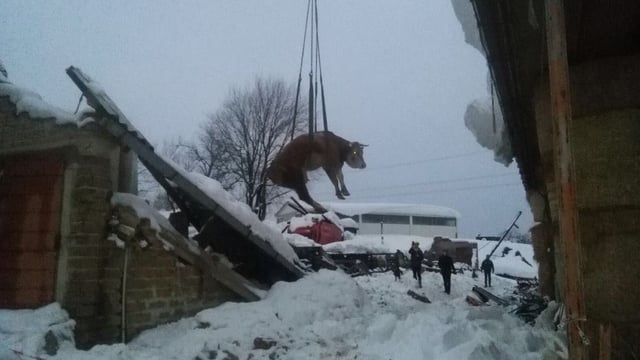 Hundreds of livestock injured, dead and missing following Italian quakes