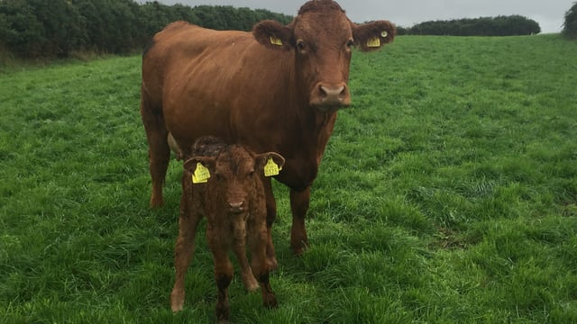 'Postal delays' sees genomic tag selection deadline extended for some farmers
