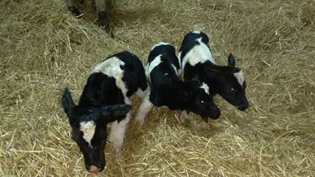 Pics: Triplet calves get 2017 calving season off to a start on one farm