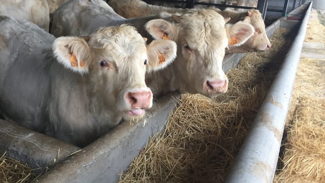 Main players in live exports come together as Algerian buyers show interest