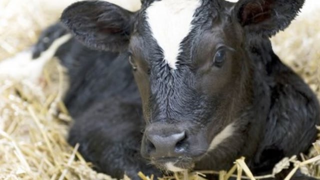 New dairy breeding guidelines and Herd EBI Scorecards unveiled