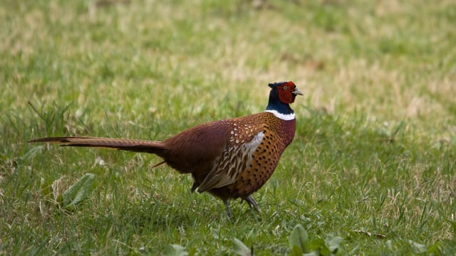 More ticks carrying Lyme disease bacteria in pheasant areas - study