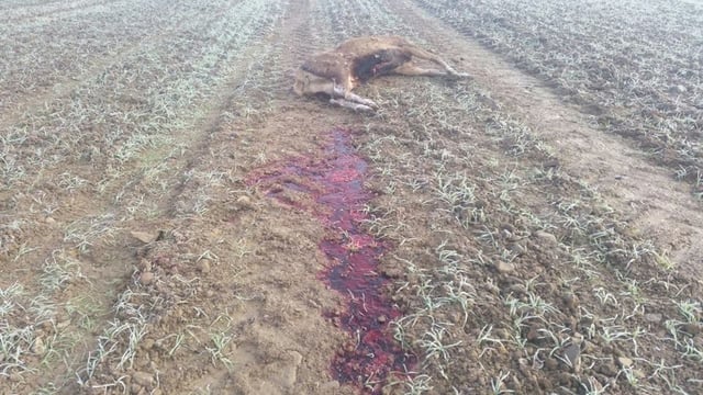 Two red deer found shot by poachers on protected lands