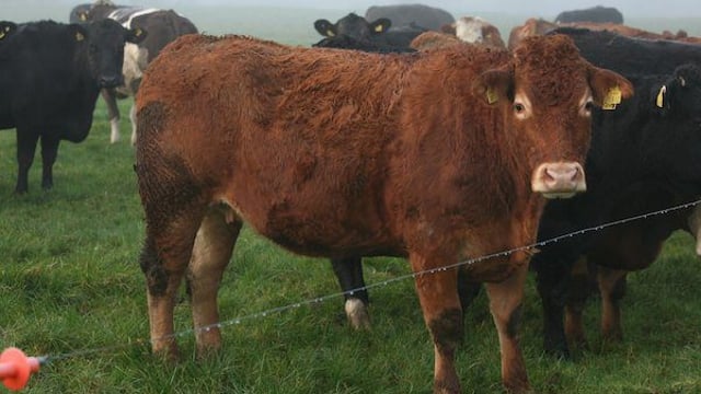 Pics: Suckler herd dispersal sale sees top price of €1,760 for in-calf heifer