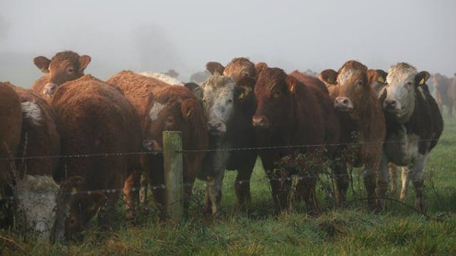 New technology aims to tackle livestock thefts