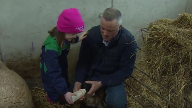 A farmer busy with lambing and calving to feature on Ear to the Ground