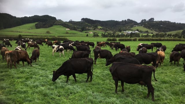 A 15-year journey - From Co. Monaghan to milking 480 cows in New Zealand
