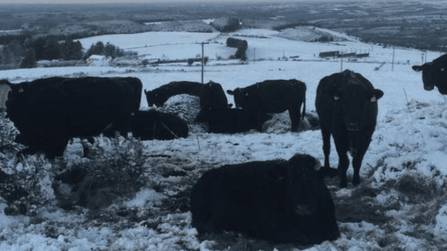 Pics: The show goes on despite snow on Irish farms
