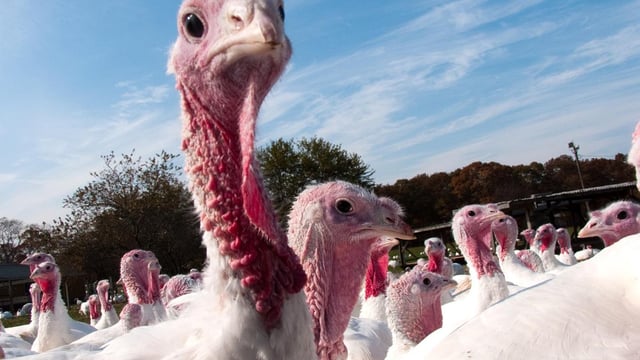 Bird flu case confirmed in a commercial turkey flock in the UK