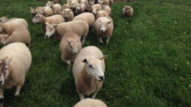 €25m Sheep Welfare Scheme receives 21,400 applications