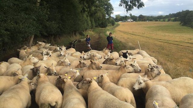 Sheep slaughterings surge 17% year-on-year
