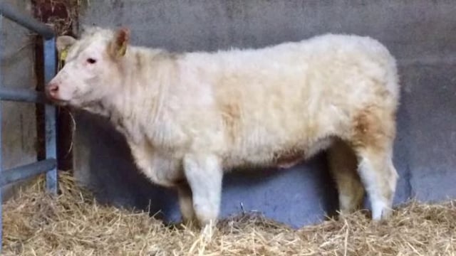 Want to be in with a chance to win a pedigree Charolais heifer?