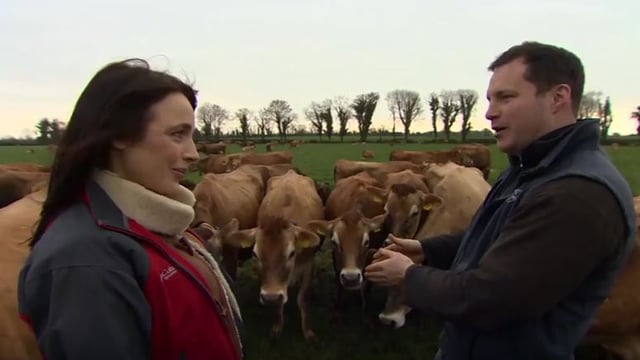 Video: Meet the owner of Ireland's largest herd of pedigree Jersey cows
