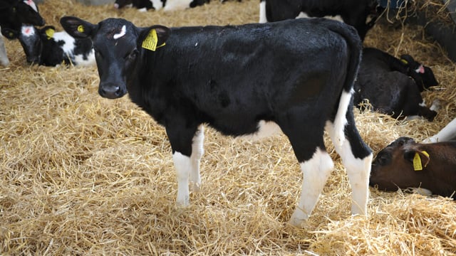 2,100 Dutch dairy farmers in hot water for suspected 'calf fraud'