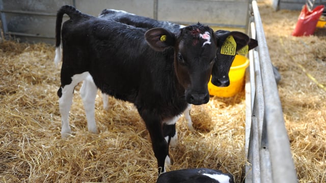 Calf care event in Portlaoise to cover nutrition, health and grass