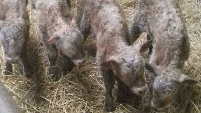 Farmer left dumbfounded after birth of quadruplet heifer calves