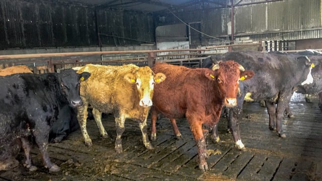 'Harsh reality of beef sector highlighted in EU report'