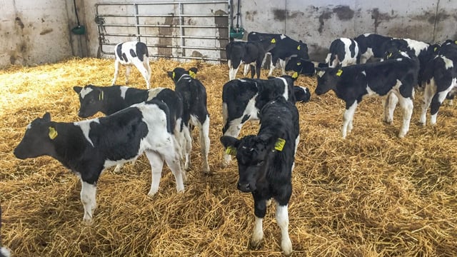 'Dairy calves are coming down the track regardless of what we do with sucklers'