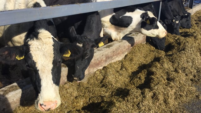Organic dairy conversion delivering the goods in Offaly