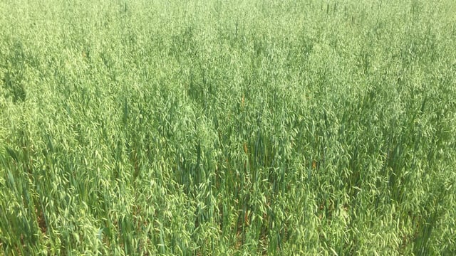 'Now is the time to treat barley and oat crops for mildew'