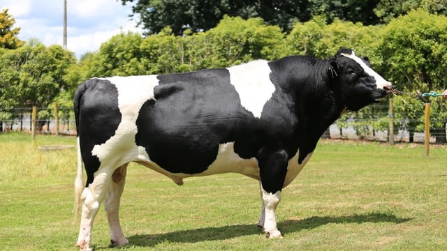 What genetics does LIC have to offer to Irish farmers in 2017?