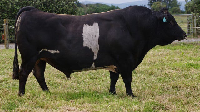 Video: New Zealand's 'best' dairy bulls are heading to Ireland