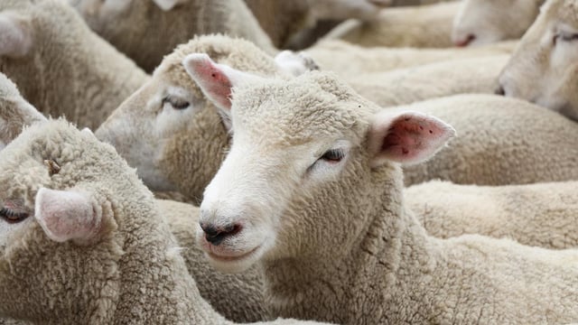 Quarterly Australian lamb slaughter 'highest on record'