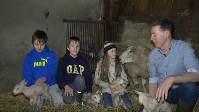 Video: Sheep farmer welcomes quadruplets following tough year